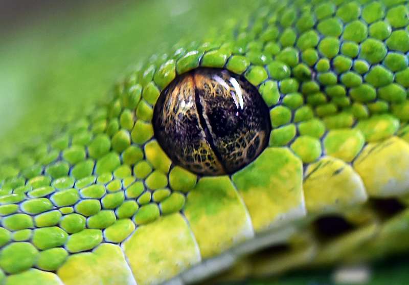http://www.reptilekingdoms.com/wp-content/uploads/2021/03/green-tree-python-eye.jpg